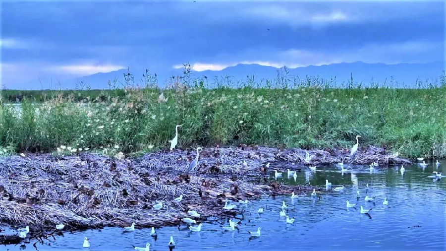 图为和硕县龙驹湿地波光粼粼的湖面如诗如画 （道尔利 摄）
