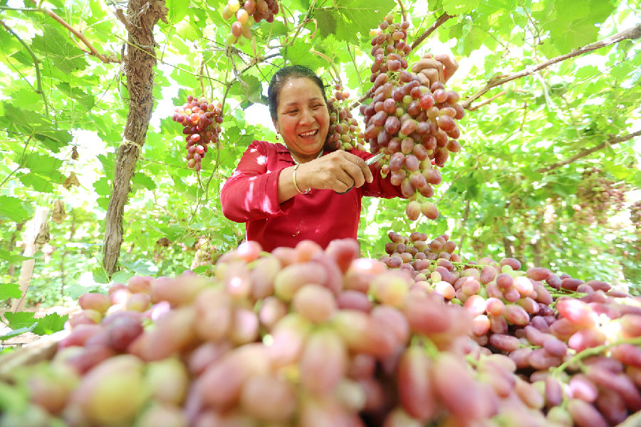 图为7月24日，库车市伊西哈拉镇夏玛勒巴格村葡萄种植基地内，果农正在采摘葡萄。（吴乐 摄）