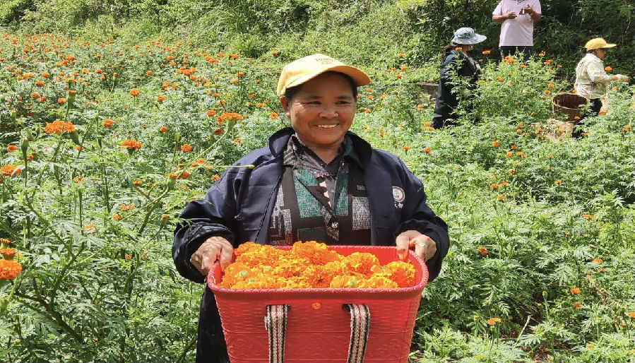 种植户李春喜收万寿菊（罗朝旺 摄）