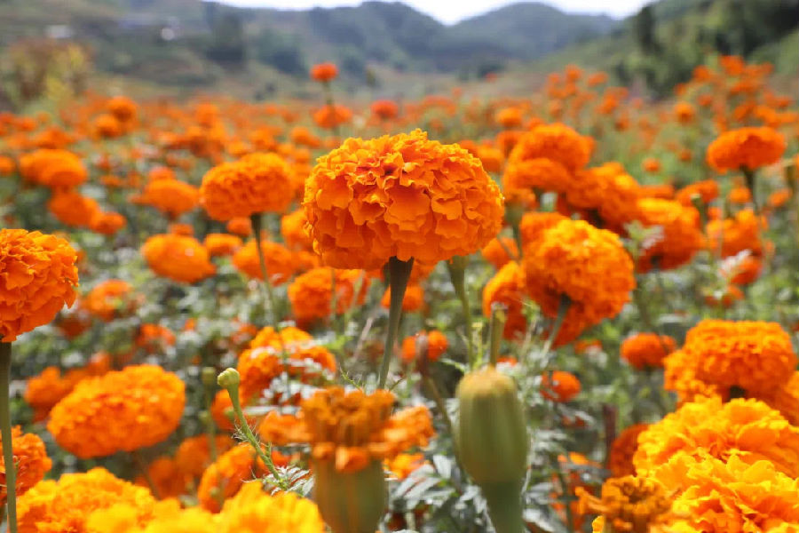 文龙镇瓦伟村万寿菊长势良好 （杨春艳 摄）