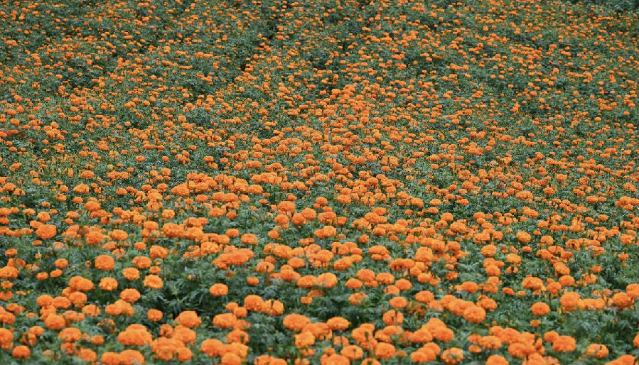 文龙镇青龙村万寿菊种植示范基地 （杨春艳 摄）