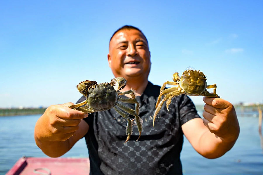 昆山巴城镇蟹农徐建良展示自己的阳澄湖大闸蟹（张伟伟 摄）