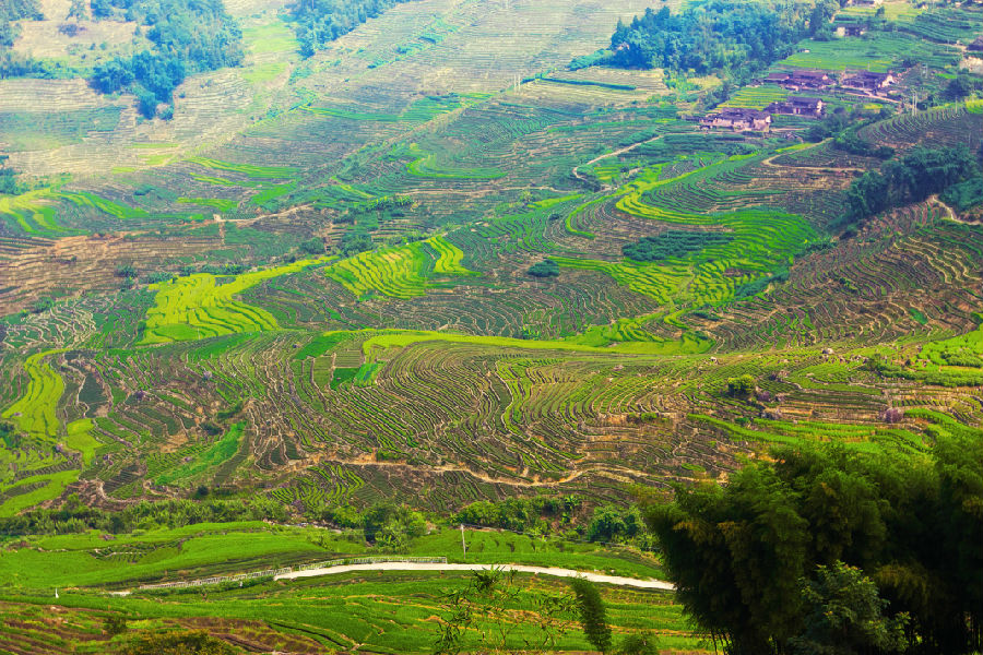 湖林茶山（陈蕾 摄）