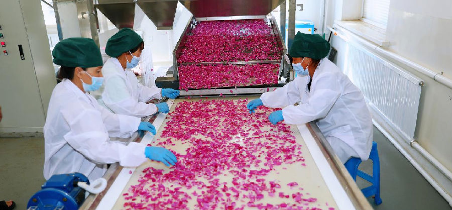 正在分拣玫瑰花瓣（张铁兵 摄）