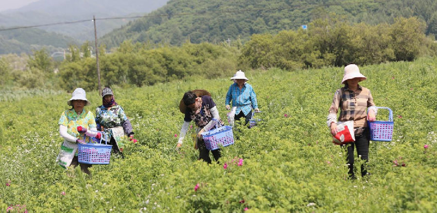 村民正在采收寒地玫瑰（张铁兵 摄）