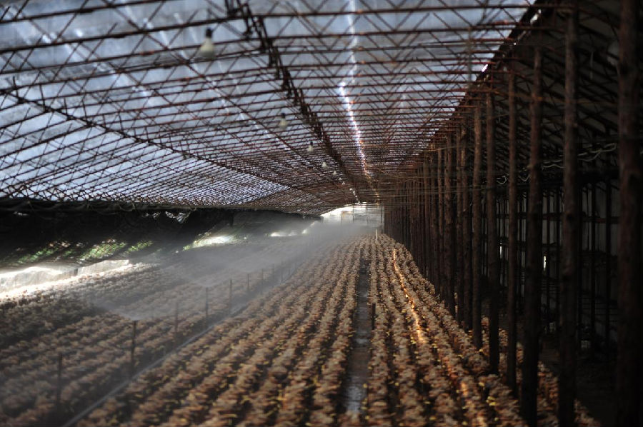 江东乡横道子村桑黄种植冷棚（刁茁 摄）