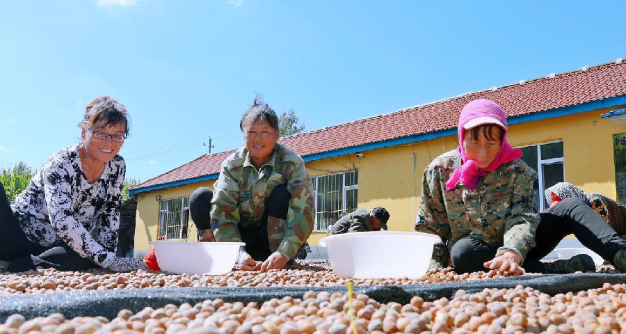 金厂镇金厂村村民正在晾晒鲜榛子（张铁兵&nbsp;摄）