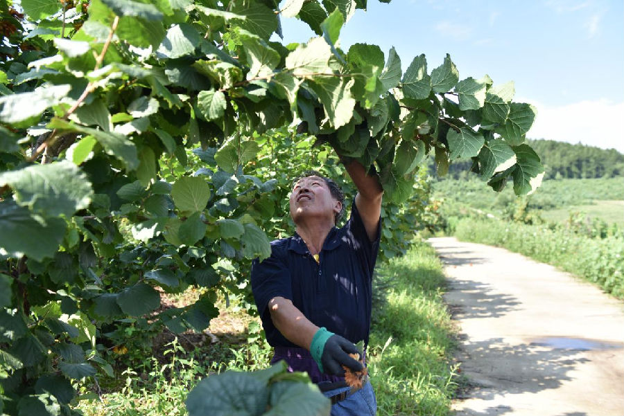 金厂镇金厂村村民正在采收榛子（张铁兵&nbsp;摄）