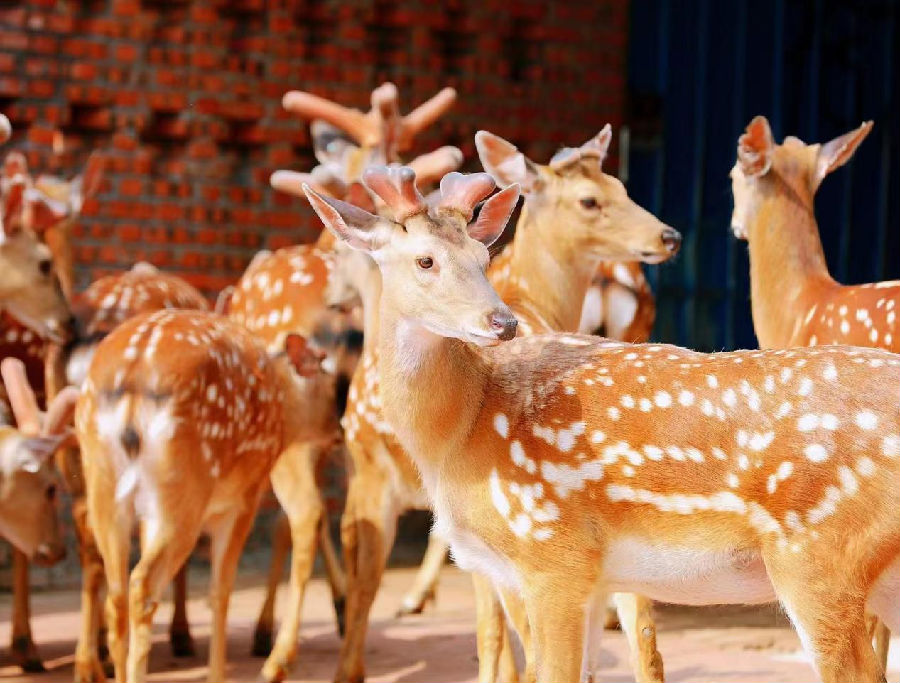 金厂镇夹皮沟村鹿场（张铁兵&nbsp;摄）