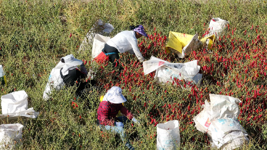 在温宿县克孜勒镇古洛克村的色素辣椒基地，农户们忙着采收辣椒（赵新昌 摄）