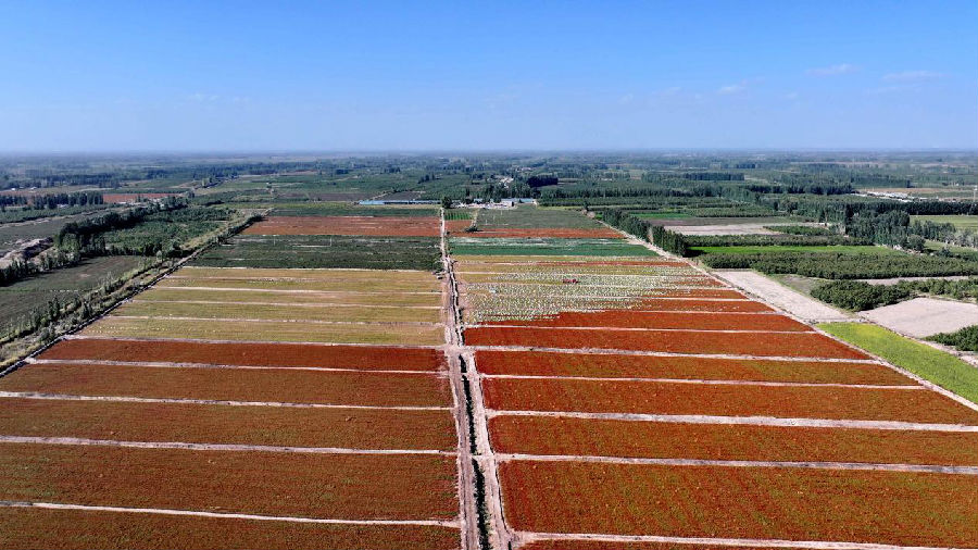 温宿县克孜勒镇古洛克村的色素辣椒基地，一垄垄辣椒染红了大地（赵新昌 摄）