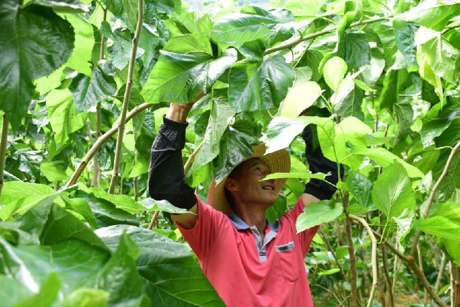 江边村养殖户在采摘桑叶（李冬梅 摄）