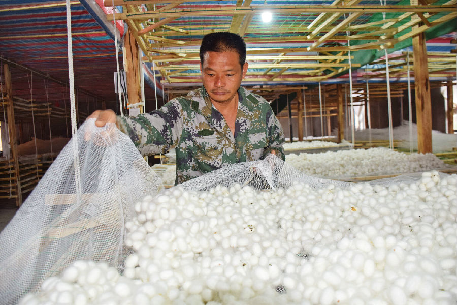 江边村养蚕户对蚕进行管理（赵树龙 摄）