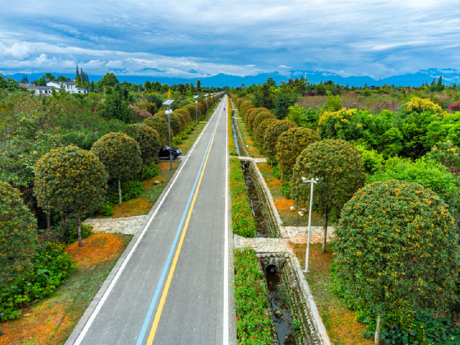 图为桂花大道香气四溢 （刘嘉仪 摄）