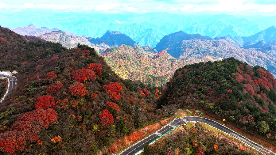 旺苍层林尽染 （高志农  摄）
