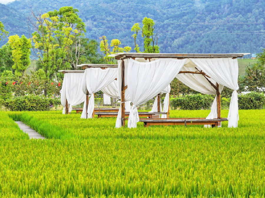 袁夫稻（金康 摄）