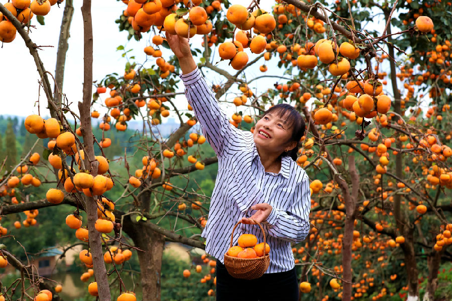 宝马镇的柿子挂上枝头(潘帅 摄) 宝马镇的柿子挂上枝头(潘帅 摄)