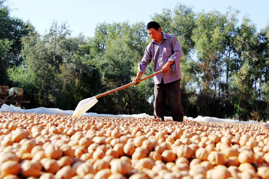 晾晒核桃（李梦琪 摄）