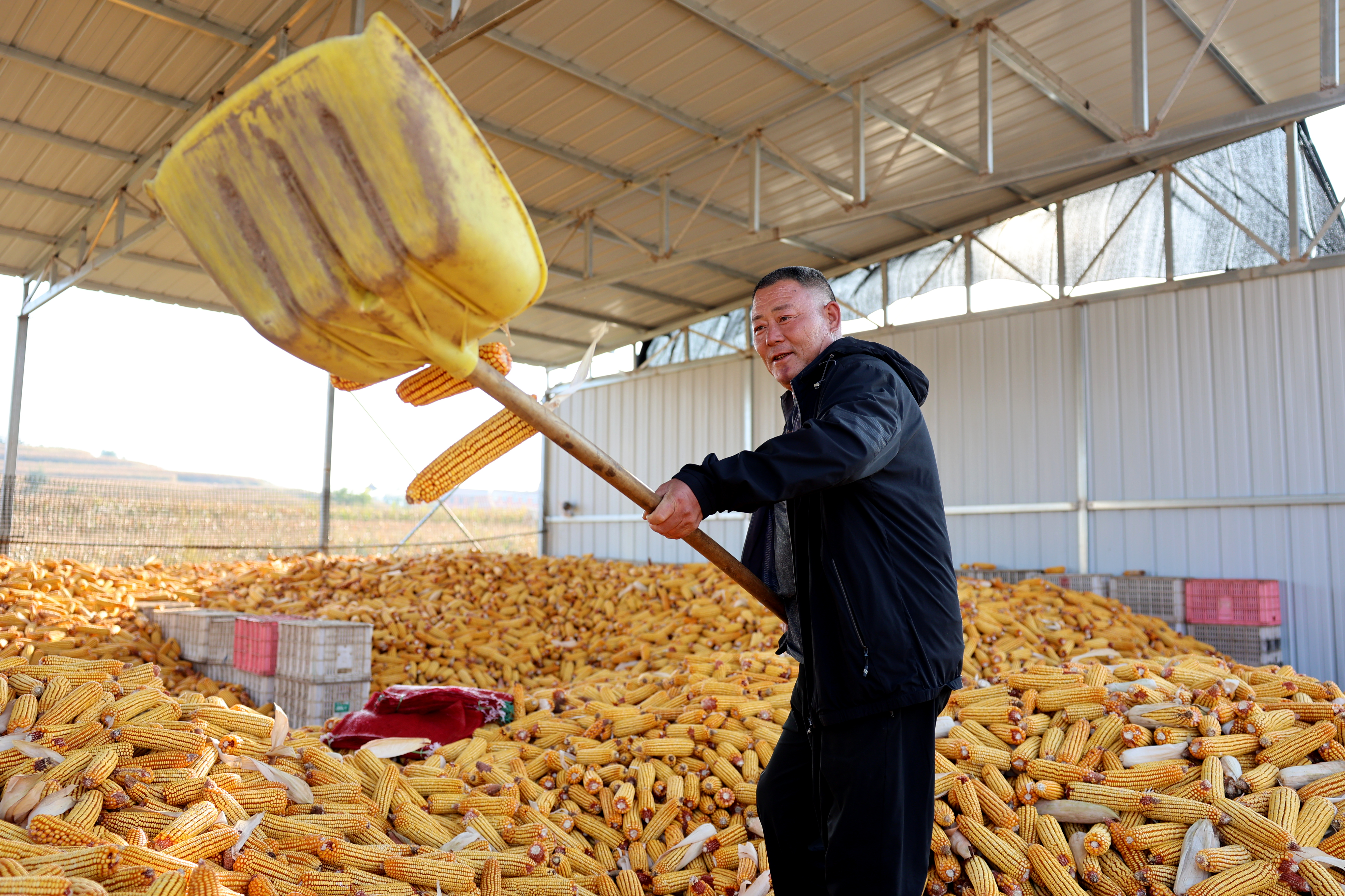 壶关农商农商银行支持的种粮大户喜获丰收 （王喆 摄）