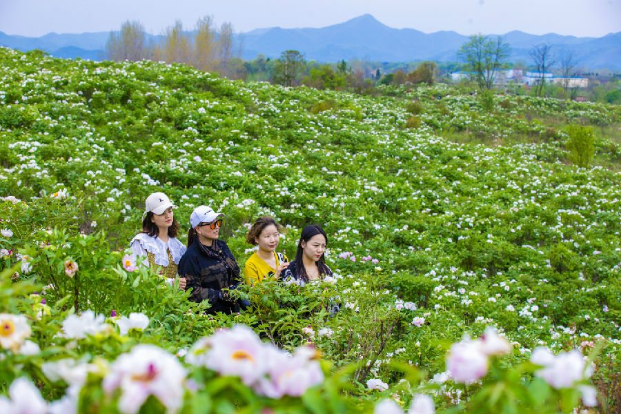游客在安陆市王义贞镇朱桥村牡丹园合影留念（刘壮 摄）