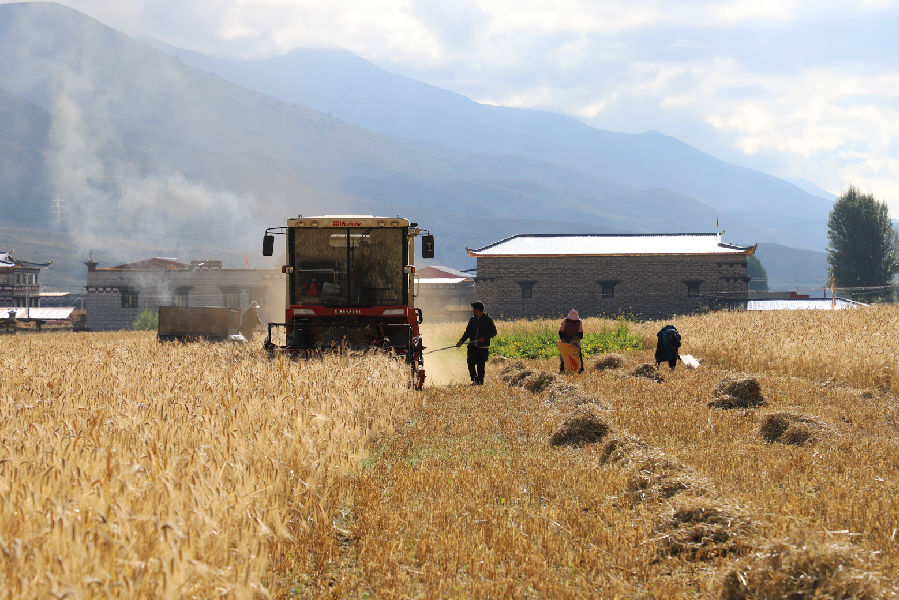 收割青稞 &nbsp;（廖胜春 摄）