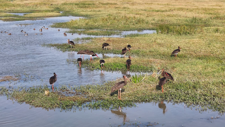  &nbsp; 图为黑鹳（毛祥&nbsp;摄）