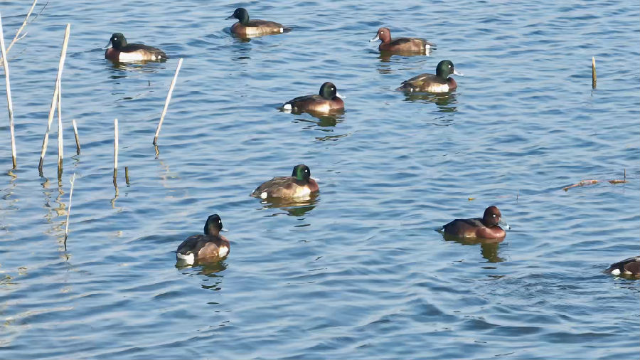  &nbsp; &nbsp;图为青头潜鸭（毛祥&nbsp;摄）