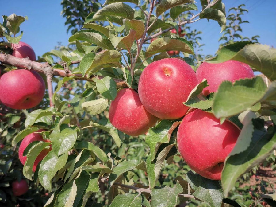 苹果红了（王慧琴 摄）