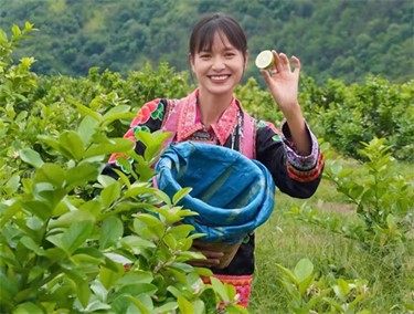 香水柠檬采摘现场直播（魏梅 摄）