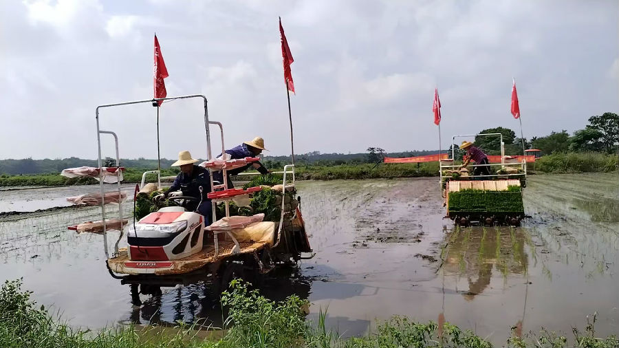 插秧机在田间作业（王祥 摄）