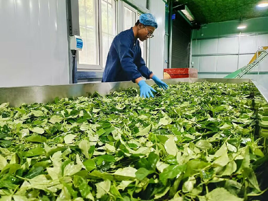 连翘加工车间（党东雄 摄）