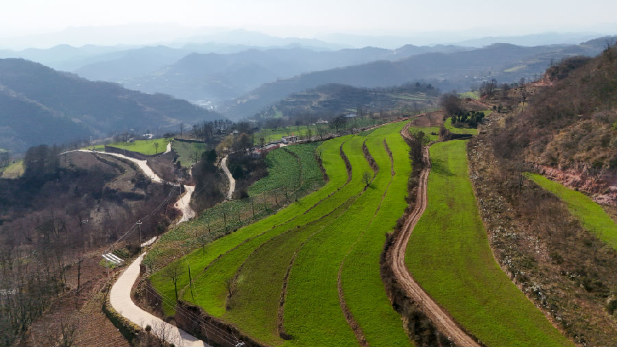 冬日梯田（陈争强 摄）