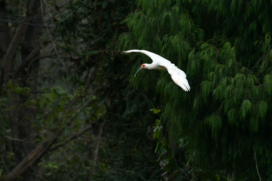 “吉祥之鸟”国宝朱鹮（沈若飞  摄）