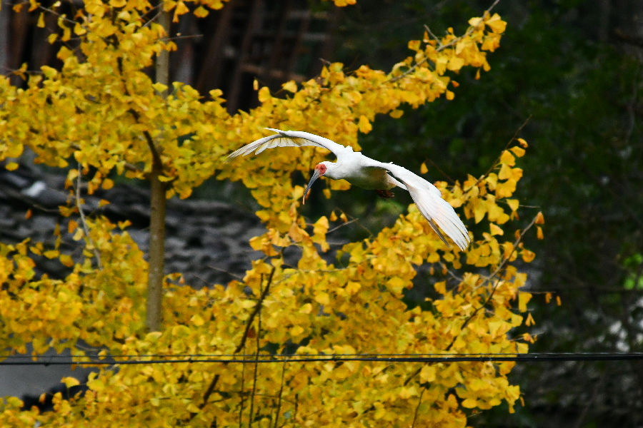 “吉祥之鸟”国宝朱鹮（沈若飞  摄）