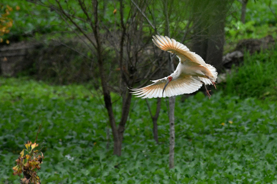 “吉祥之鸟”国宝朱鹮（沈若飞  摄）