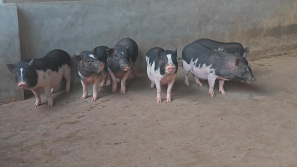 临高猪 （李小峰 摄）