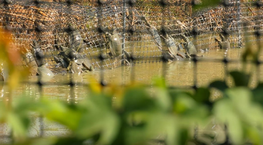 放养的应城汤池甲鱼（龚勋 摄）