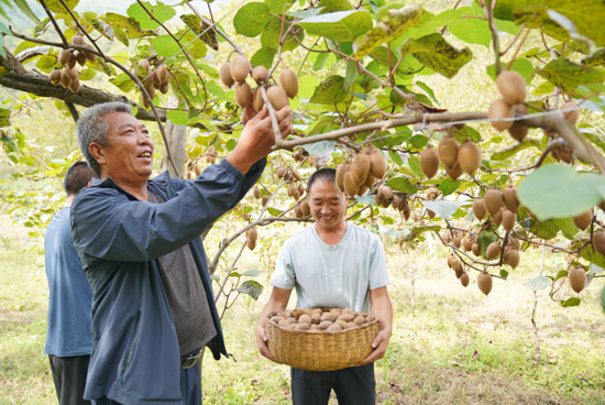 宋坪乡猕猴桃产业获丰收（刘建军 摄）