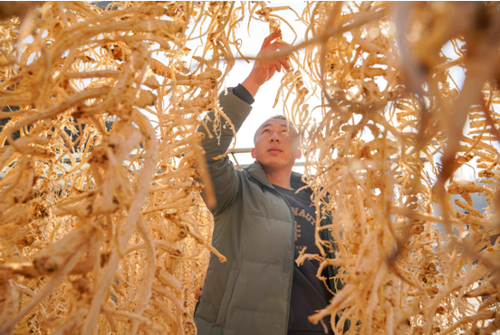 村民查看桔梗晾晒情况（陈争强 摄）