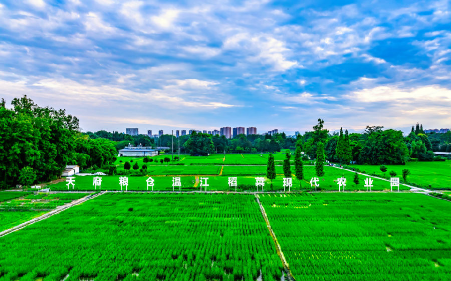  温江稻菜现代农业园 （张志强 摄）