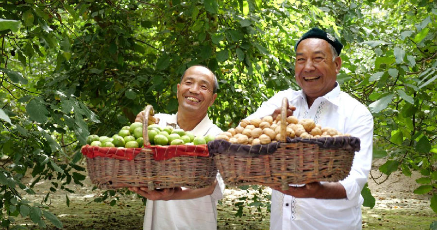 种植户展示丰收的纸皮核桃（李哲清 摄）