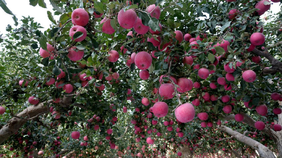 冰糖心苹果（李哲清 摄）