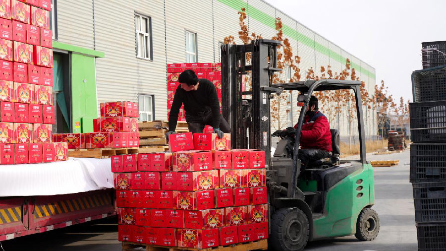 新春佳节，新疆春耕农产品供应链科技服务有限责任公司的部分工人加班加点，转运冰糖心苹果。（赵新昌 摄）