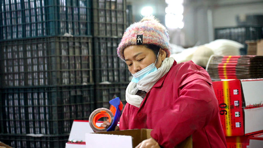 在新疆春耕农产品供应链科技服务有限责任公司，部分工人们抢抓销售旺季，包装冰糖心苹果（赵新昌 摄）