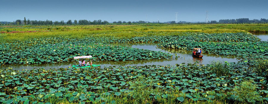 孝南区怡荷园美景 （宓天鹏 摄）