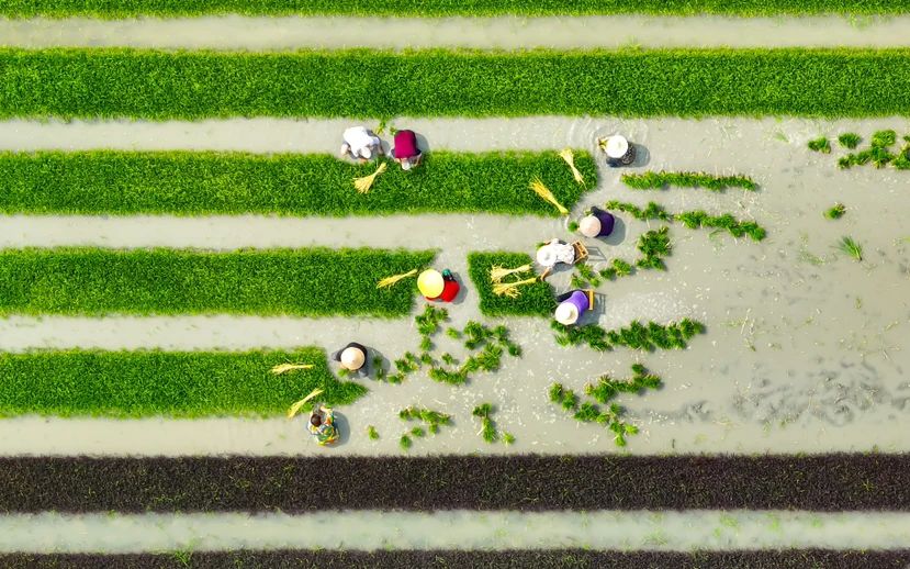 温江区万春稻菜现代农业园区 （张志强 摄）