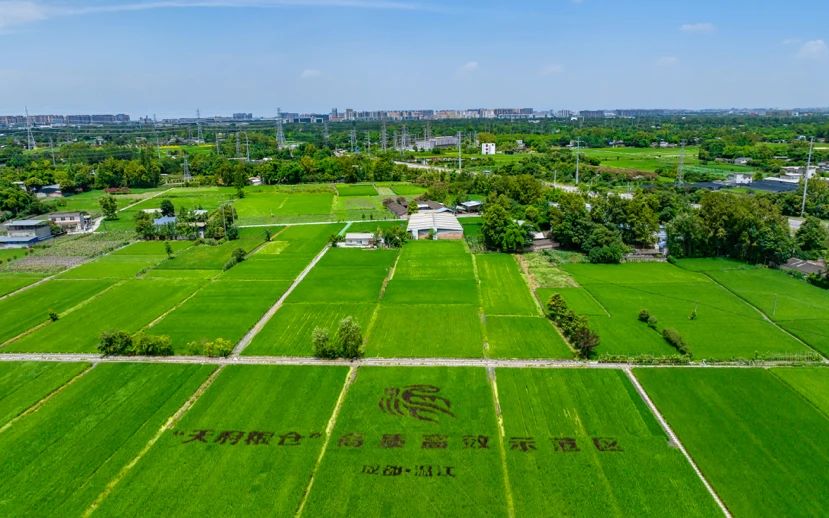 温江区万春稻菜现代农业园区 （张志强 摄）