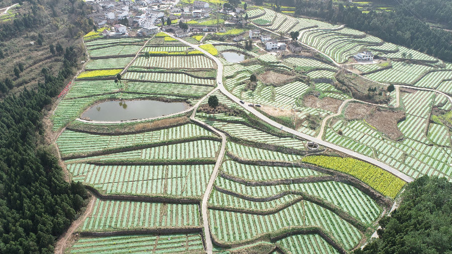 鸟瞰利州区龙潭果蔬现代农业园 （郭桂花 摄）