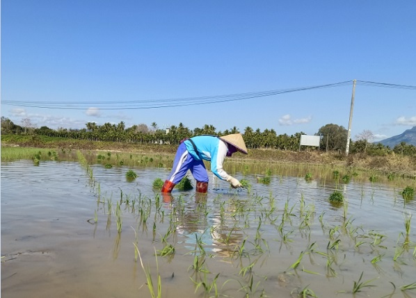 农户在水田里插秧（羊生才 摄）