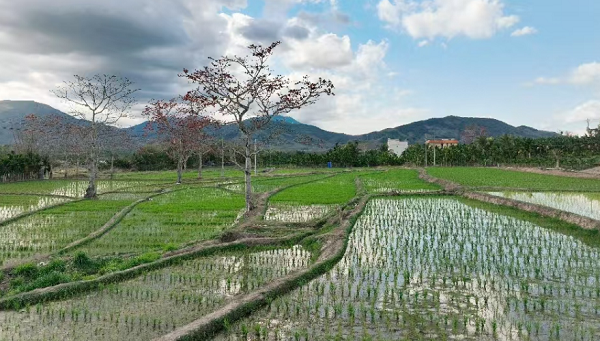 一排排整齐的秧苗在阳光下显得生机勃勃（羊生才 摄）